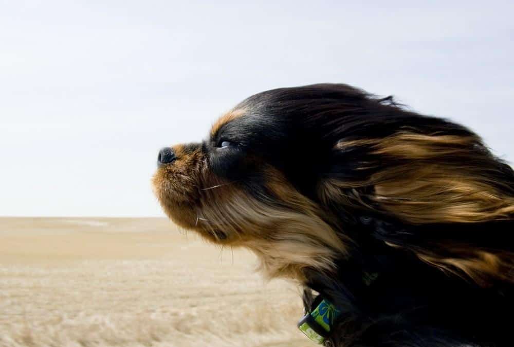Cão e o vento