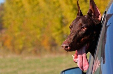 Transportar seu animal de estimação | Legislação e dicas