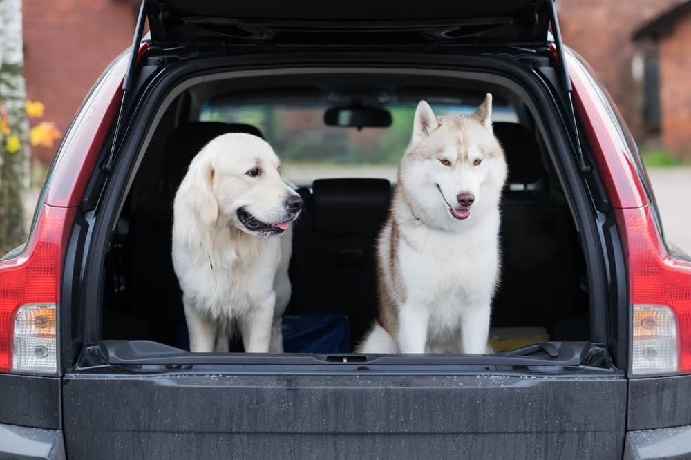como transportar cachorro em viagem dicas praticas