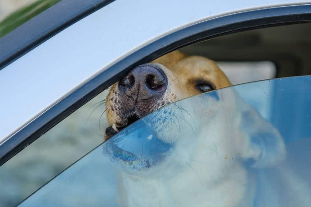 cachorros em carros fechados